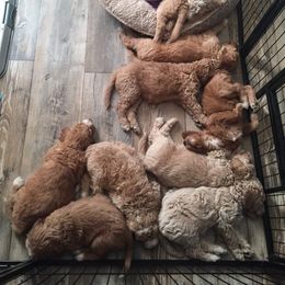Goldendoodle Puppies from Rolling Oak Doodles