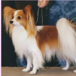 Simon - Papillon
