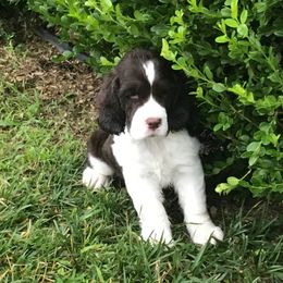 English Springer Spaniel Puppies from Valentine English Springers