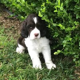 English Springer Spaniel Puppies from Valentine English Springers