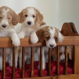 Great Pyrenees, Poodle, Goldendoodle, and Bernedoodle Puppies from Above and Beyond Standards