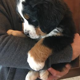  Puppies from Brooks Berner Bears