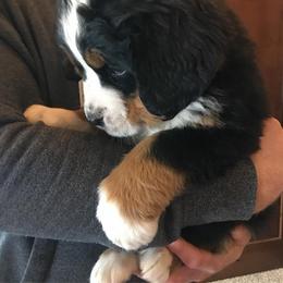  Puppies from Brooks Berner Bears