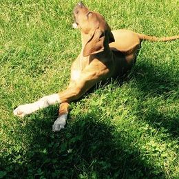 Rhodesian Ridgeback Puppies from Whirlaway Rhodesian Ridgebacks
