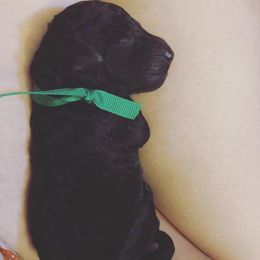 Poodle Puppies from Crystal Creek Standard Poodles