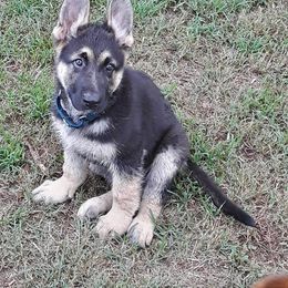 German Shepherd Puppies from Southern Legacy German Shepherds