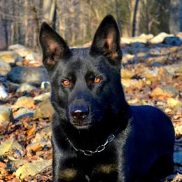 Zajax - German Shepherd