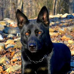 Zajax - German Shepherd