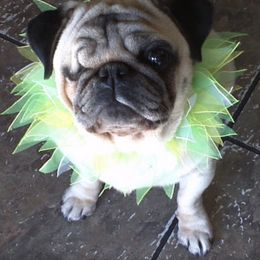 Martini - Pug