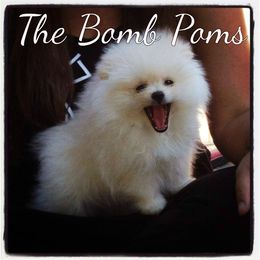 Pomeranian Puppies from The Bomb Poms