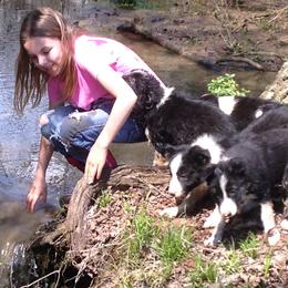 Bloodhound and Border Collie Puppies from Whisenhunt Farms Border Collies