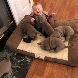 Labrador Retriever Puppies from KMC Gun Dogs