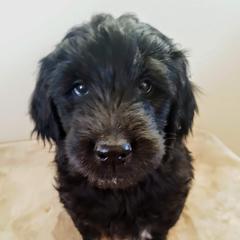 Goldendoodle Puppies from Bear Lake Bearded Retrievers
