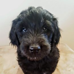 Goldendoodle Puppies from Bear Lake Bearded Retrievers