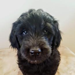 Goldendoodle Puppies from Bear Lake Bearded Retrievers