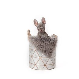 French Bulldog Puppies from Baker Built Frenchies