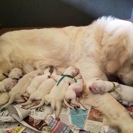Able Creek Kennels breeder of Golden Retriever