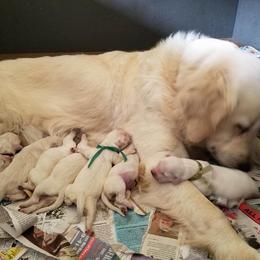 Able Creek Kennels breeder of Golden Retriever