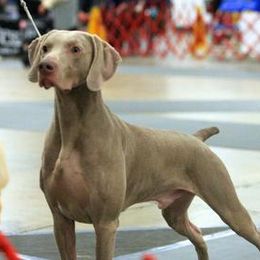 Weimaraner All Grown Up from Sindar Weimaraners