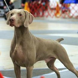 Weimaraner All Grown Up from Sindar Weimaraners