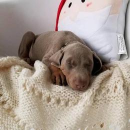 Doberman Pinscher Puppies from Akc Dobermans puppies by Serena