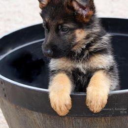 German Shepherd Puppies from Shield Kennels LLC