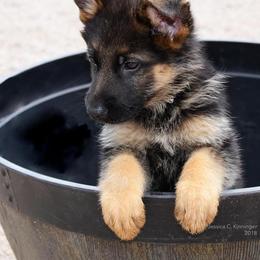 German Shepherd Puppies from Shield Kennels LLC