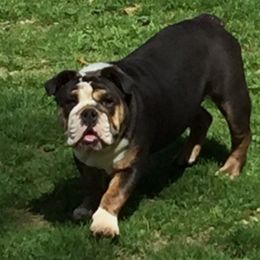 Adelina - English Bulldog