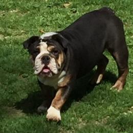 Adelina - English Bulldog