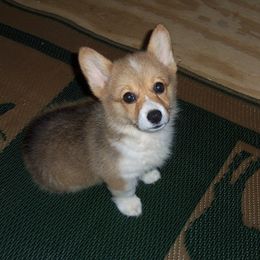 Pembroke Welsh Corgi Puppies from Nistler's Farm Corgis