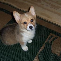 Pembroke Welsh Corgi Puppies from Nistler's Farm Corgis