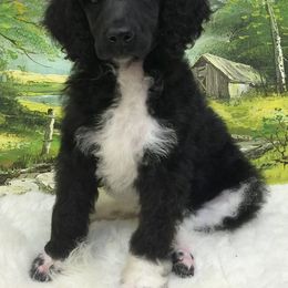 Poodle Puppies from Fireside Standard Poodles