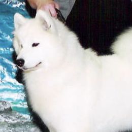 Flint - Samoyed