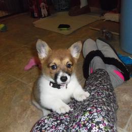 Pembroke Welsh Corgi Puppies from Nistler's Farm Corgis