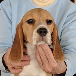 Beagle Puppies from Everwind Beagles