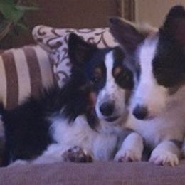 Shetland Sheepdog Puppies from Sharon’s Family Shelties