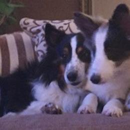 Shetland Sheepdog Puppies from Sharon’s Family Shelties