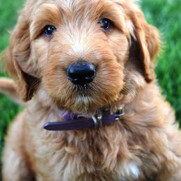 Goldendoodle Puppies from HeartSong Homestead