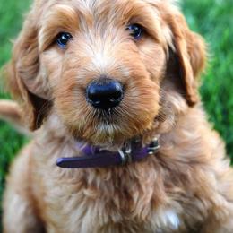Goldendoodle Puppies from HeartSong Homestead