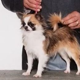 Meera - Chihuahua