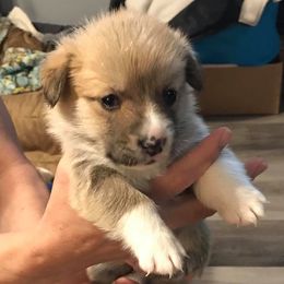 Pembroke Welsh Corgi Puppies from Carol's AKC Corgis