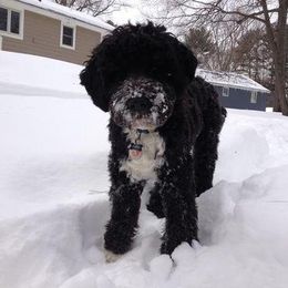 Portuguese Water Dog Puppies from Saltydawg PWDs