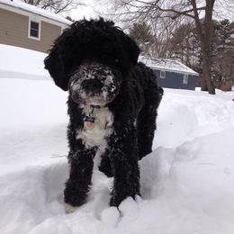 Portuguese Water Dog Puppies from Saltydawg PWDs