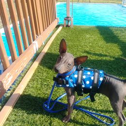 American Hairless Terrier Puppies from DreamEyce American Hairless Terriers