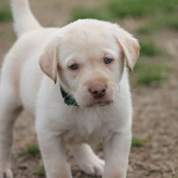 Labrador Retriever Puppies from Triple Creek Kennel