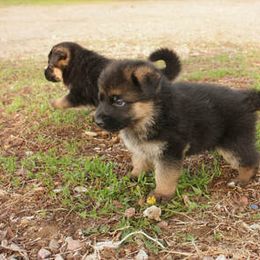 Australian Shepherd Puppies from Waldo German Shepherd Dogs