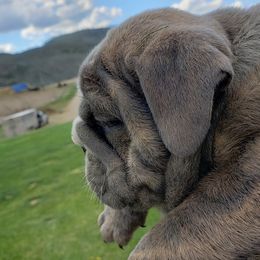 English Bulldog Puppies from Wildfire Kennel