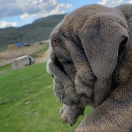 English Bulldog Puppies from Wildfire Kennel
