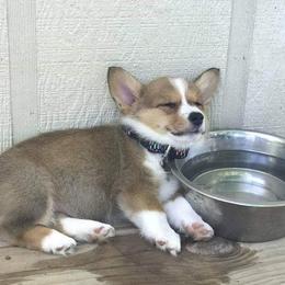 Pembroke Welsh Corgi Puppies from McFadden's Corgis