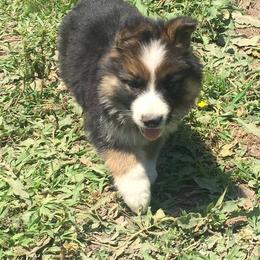 German Shepherd Puppies from Rain's Legacy German Shepherds